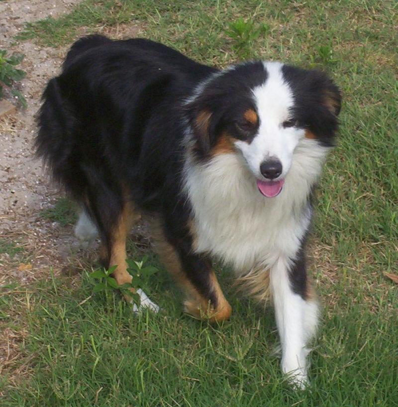 mini aussie adults for sale